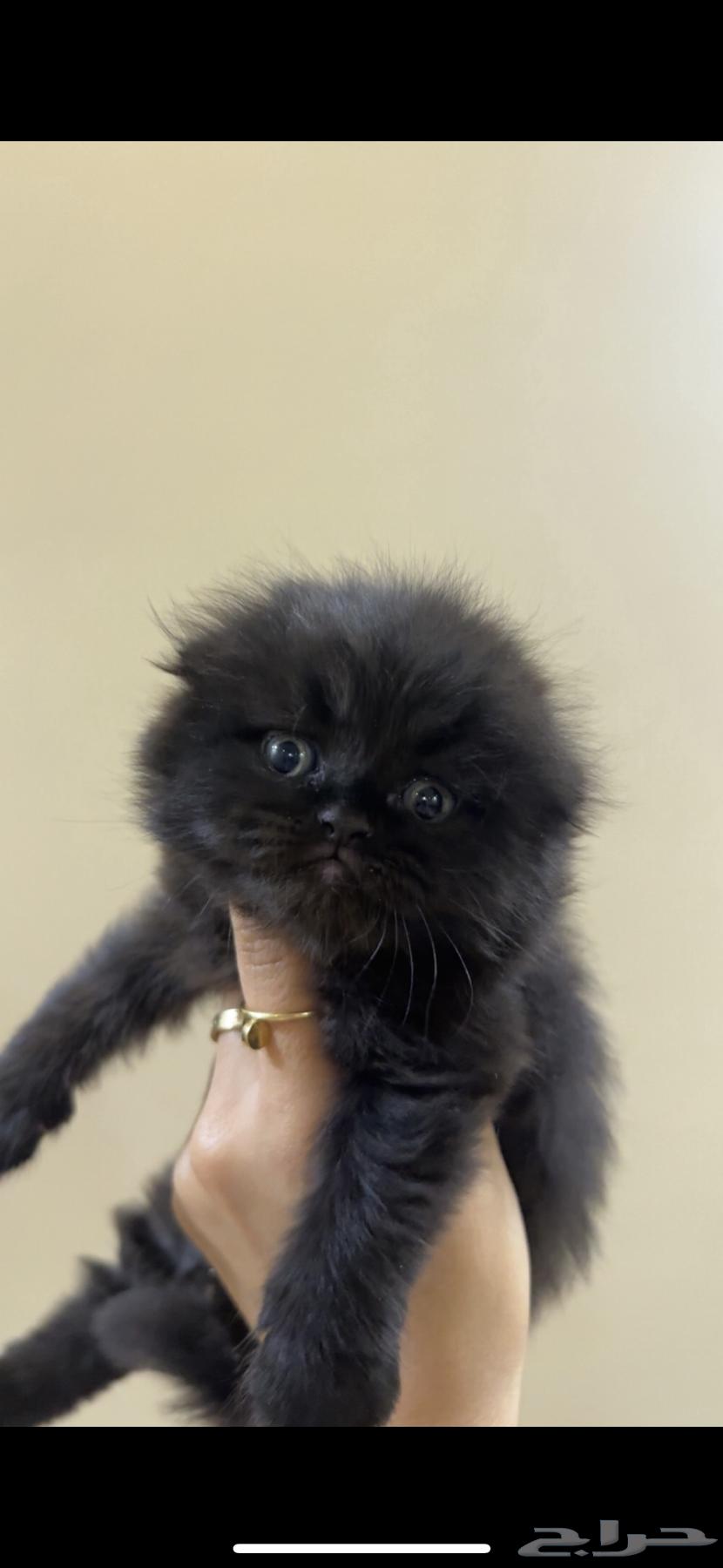 Scottish Fold Cats64579358010625110