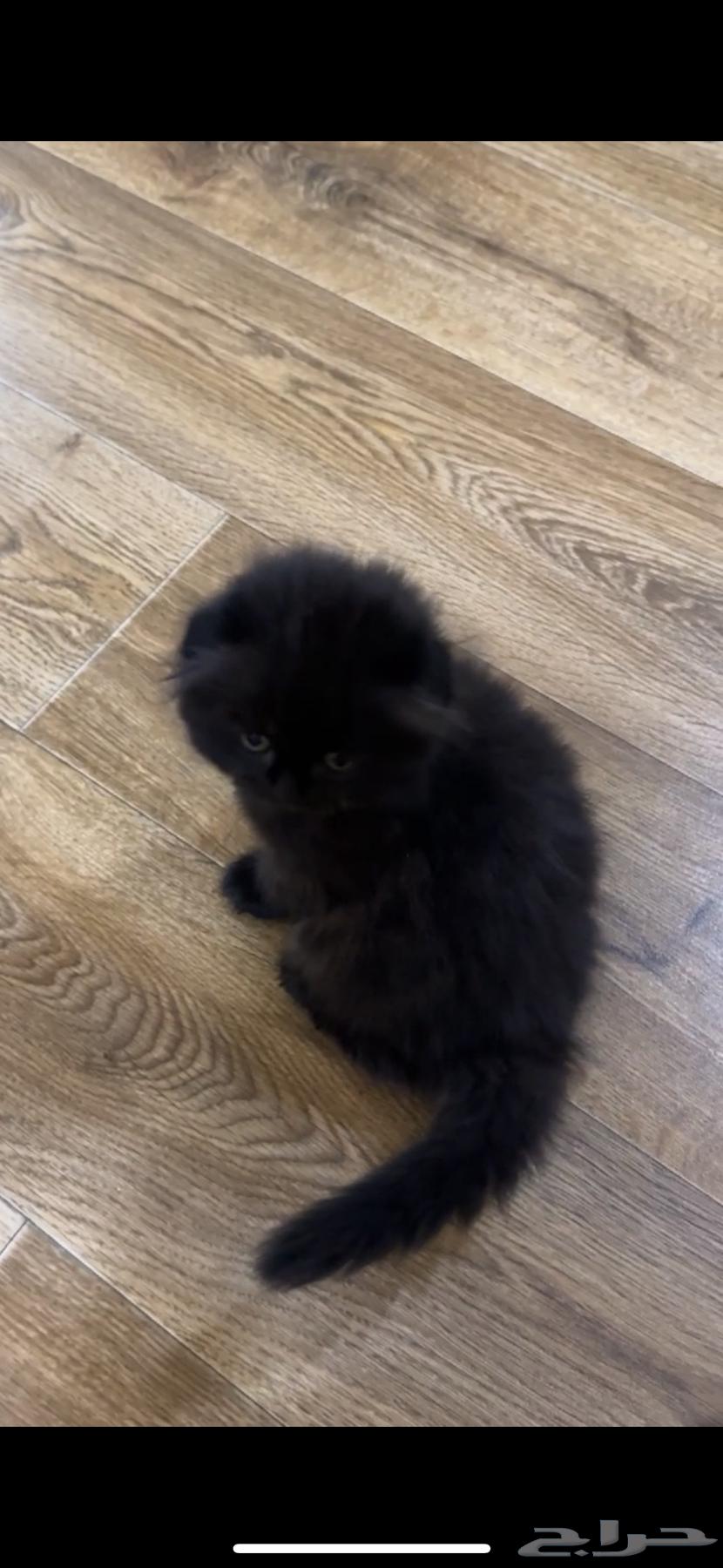 Scottish Fold Cats64579358010625111