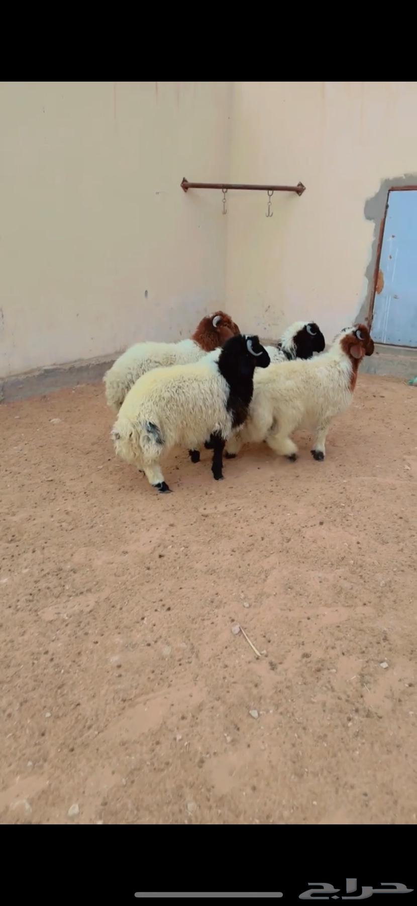 Talai Al-Naaimi Riyadh, Al-Shifa District, Any Location We Can Deliver To, Slaughtered64573936384771110