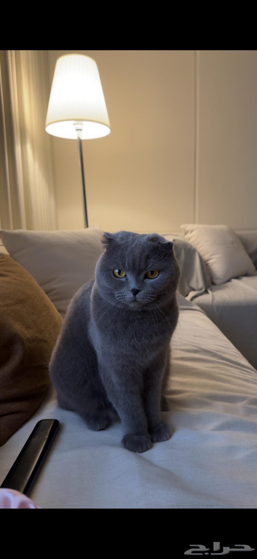 عرض قطة سكوتش فولد للبيع64576058327682110