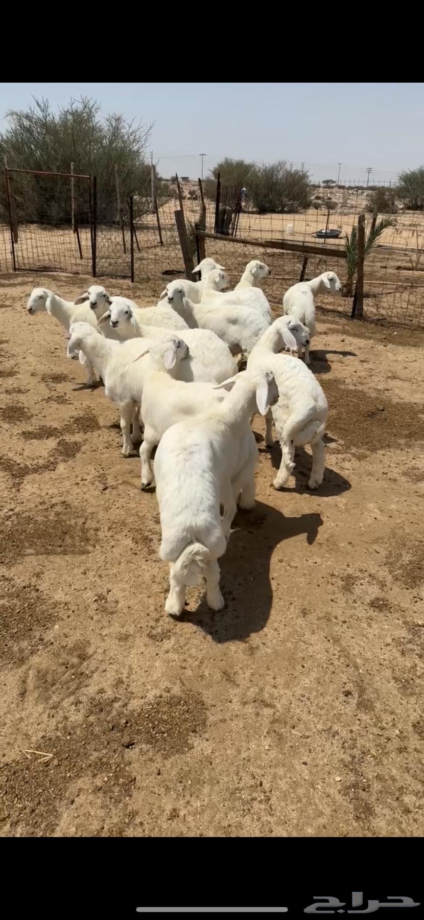 طليان64578312226434110