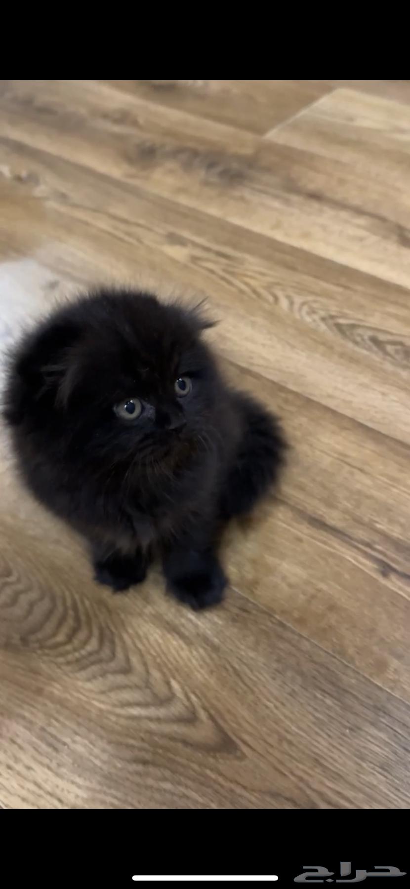 Scottish Fold Cats64579358010625114