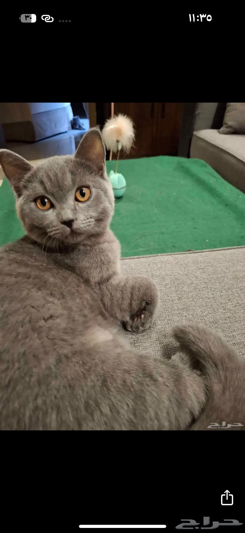 Cats64571575386755110