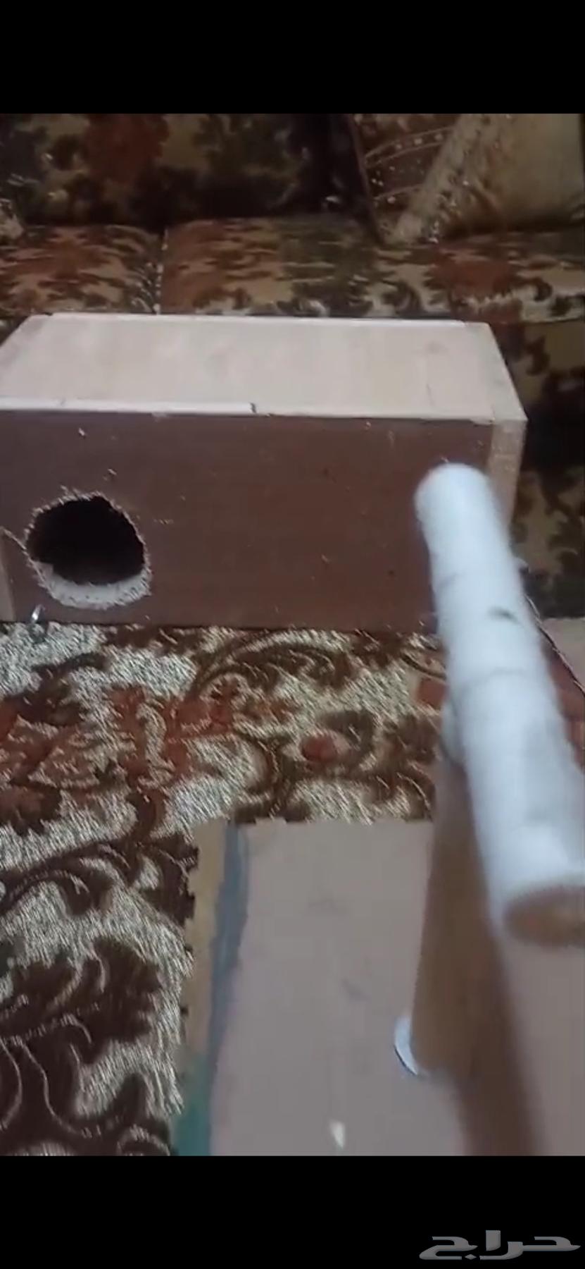 طيور كروان للبيع64572340793473111