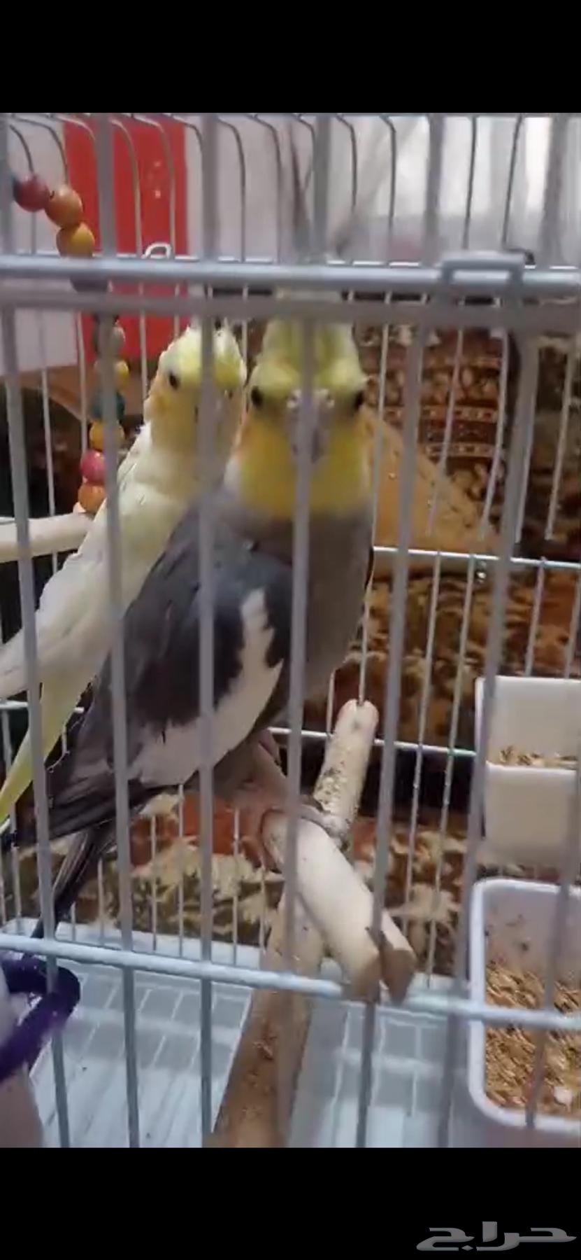 طيور كروان للبيع64572340793473110