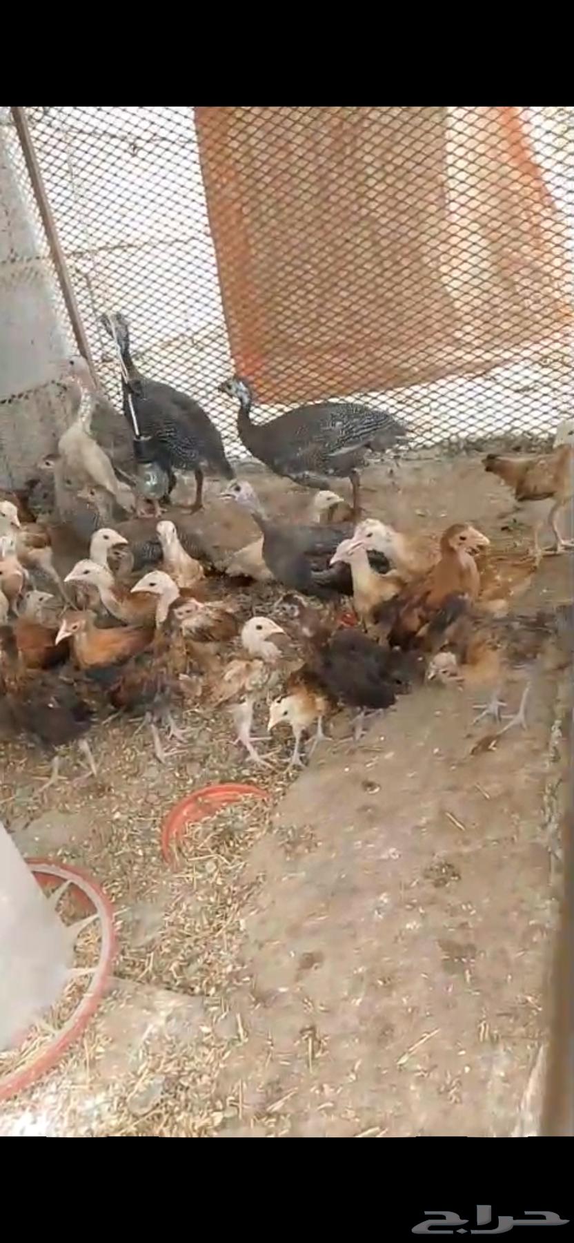 فروخ دجاج بلدي اعمار شهرين واكثر64575140503683110