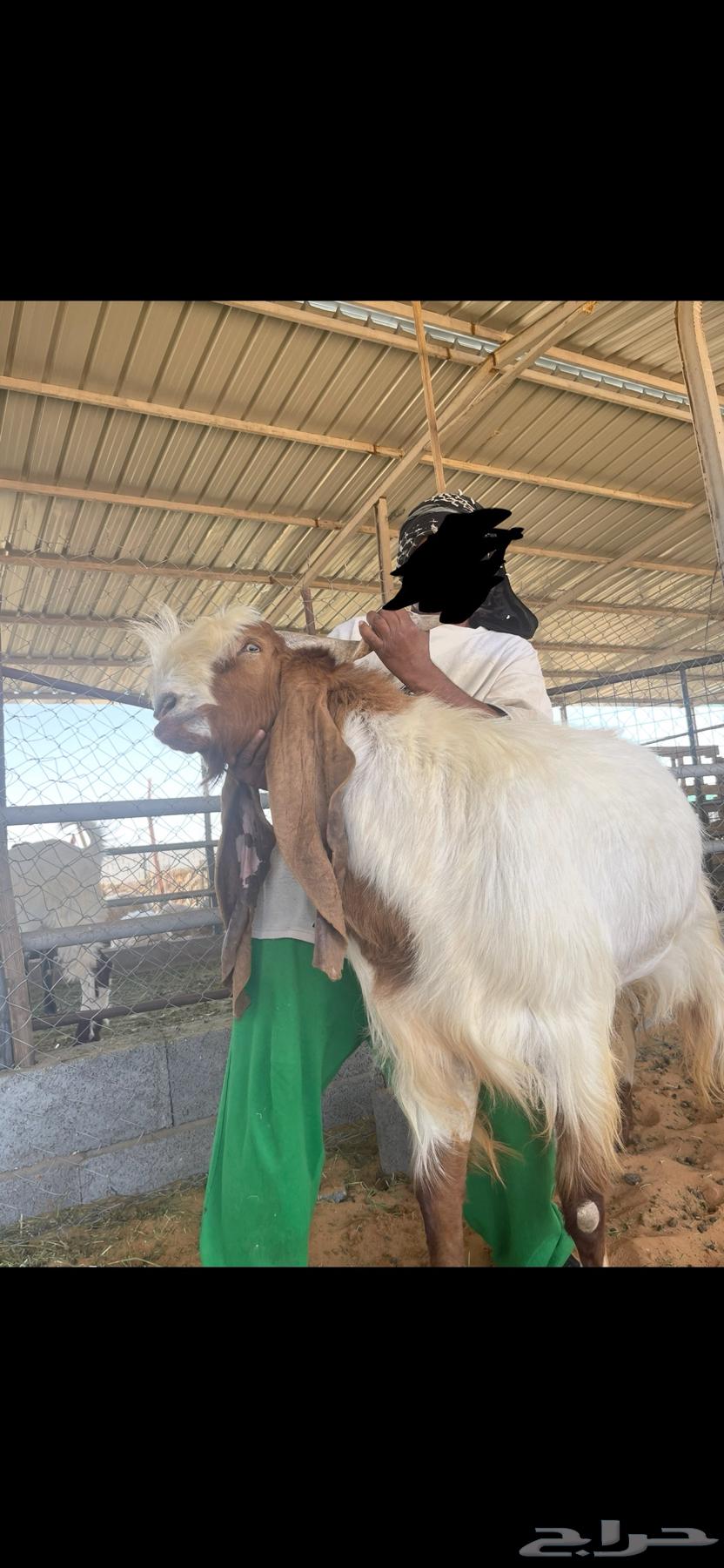 تيس فحل فاخر64578827756674111