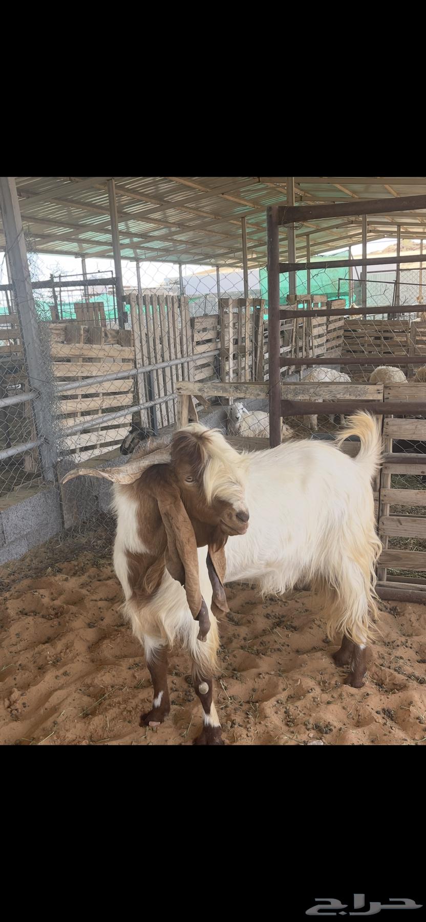 تيس فحل فاخر64578827756674112