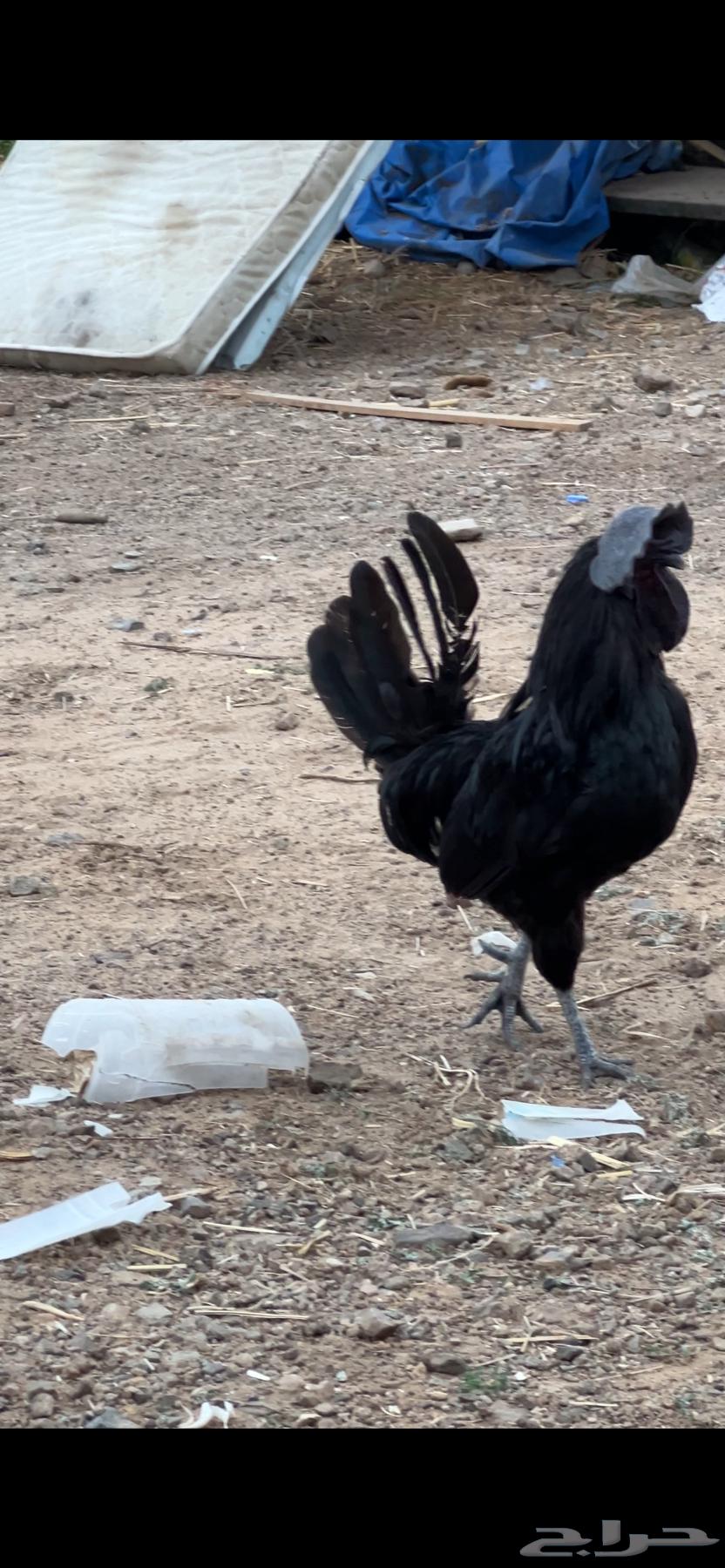 جمد اسود للبيع64577290279810112