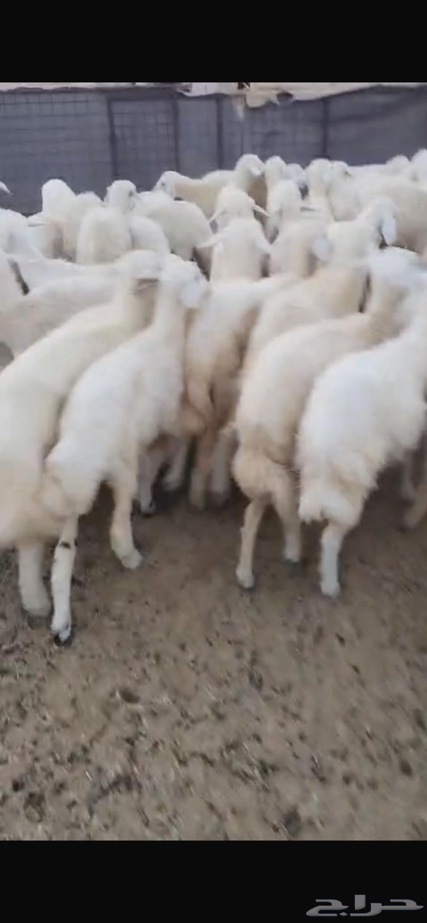 للبيع رخال فرصة القناي العدد 10964578006615427110