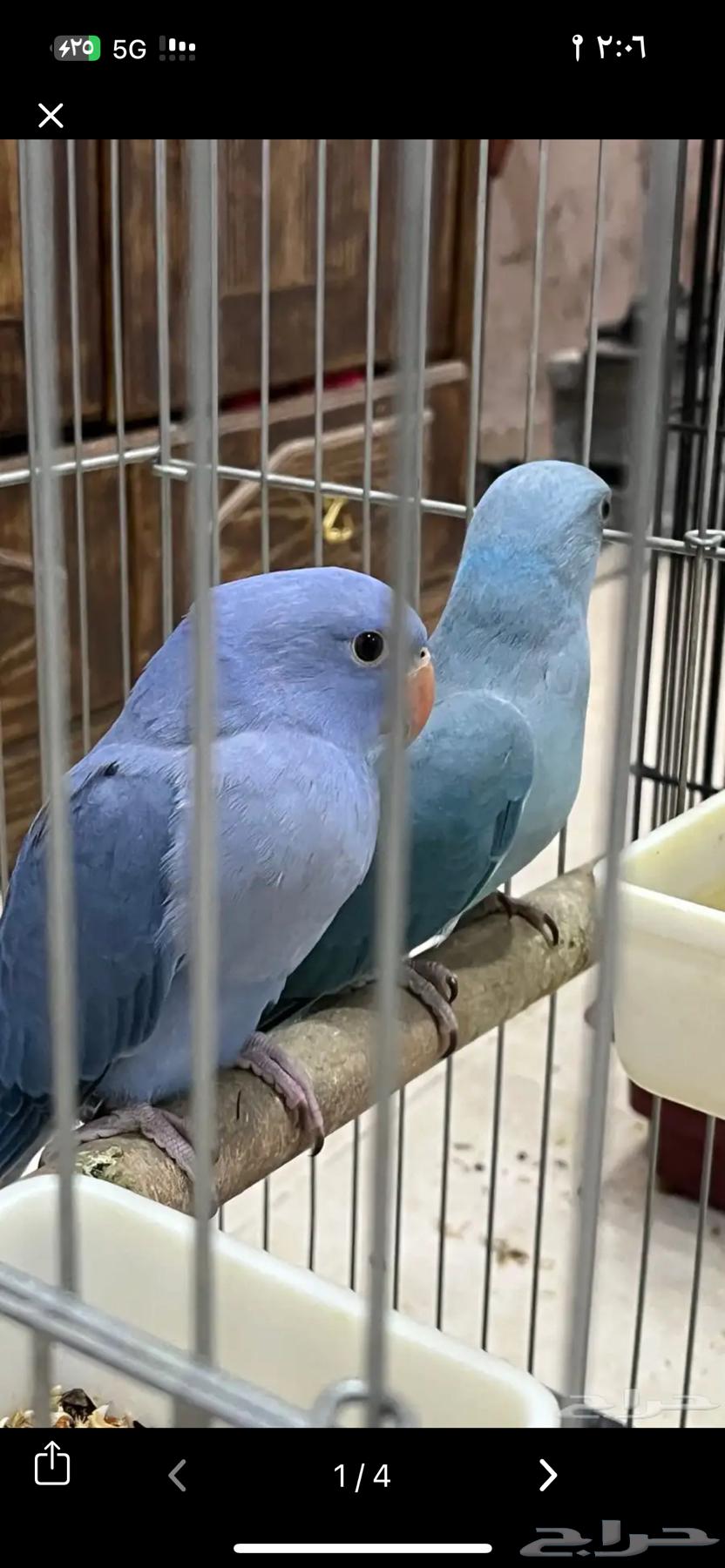 ذكور درة هولندي فايلوت و تركواز64575265739393110