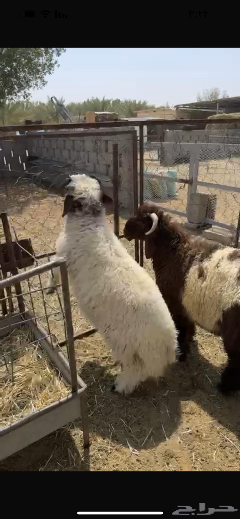 هرفي فاخر فل الفل64575932382851110