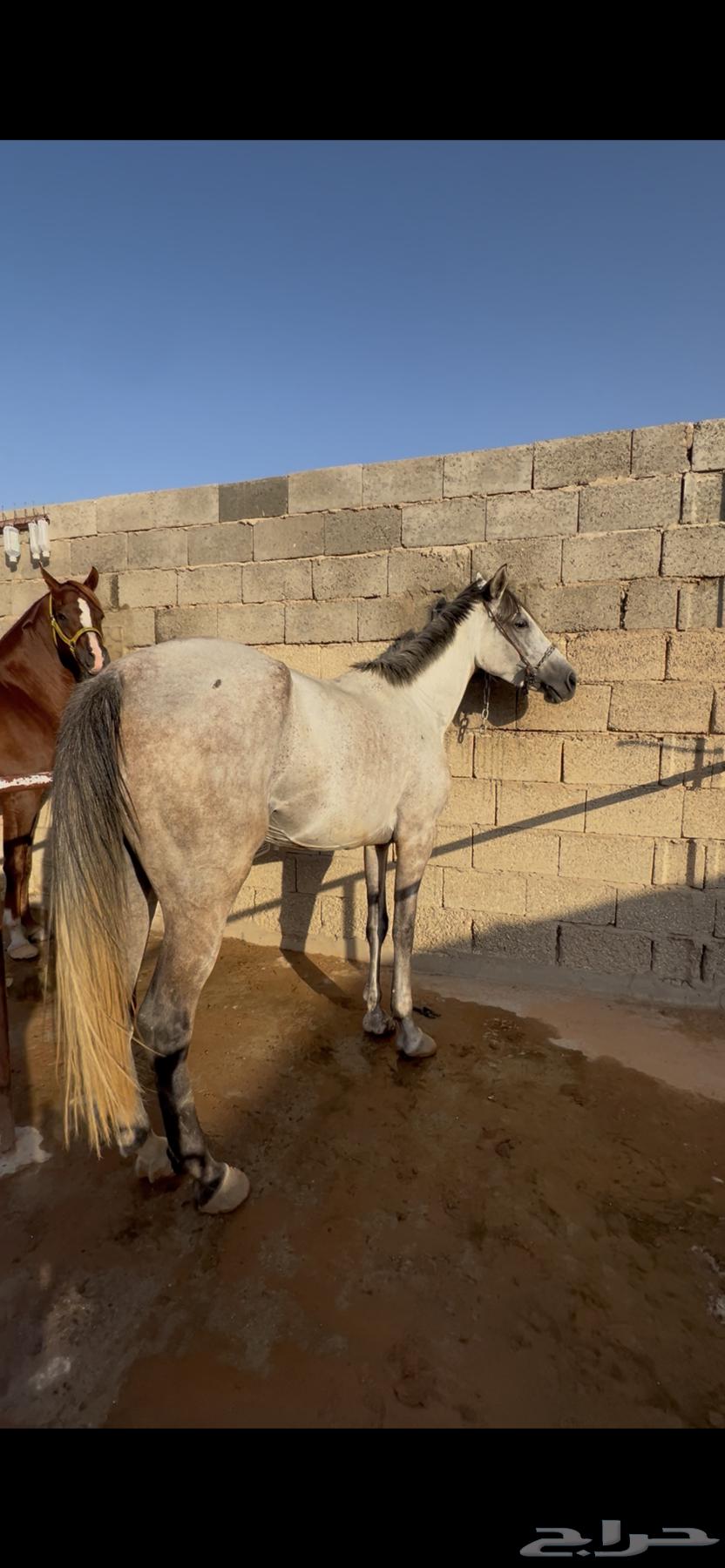 فرس جزيريه64409505460995110