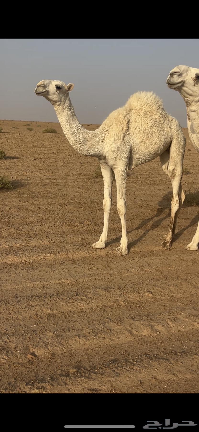 حاشي بكره للبيع64573066562433110