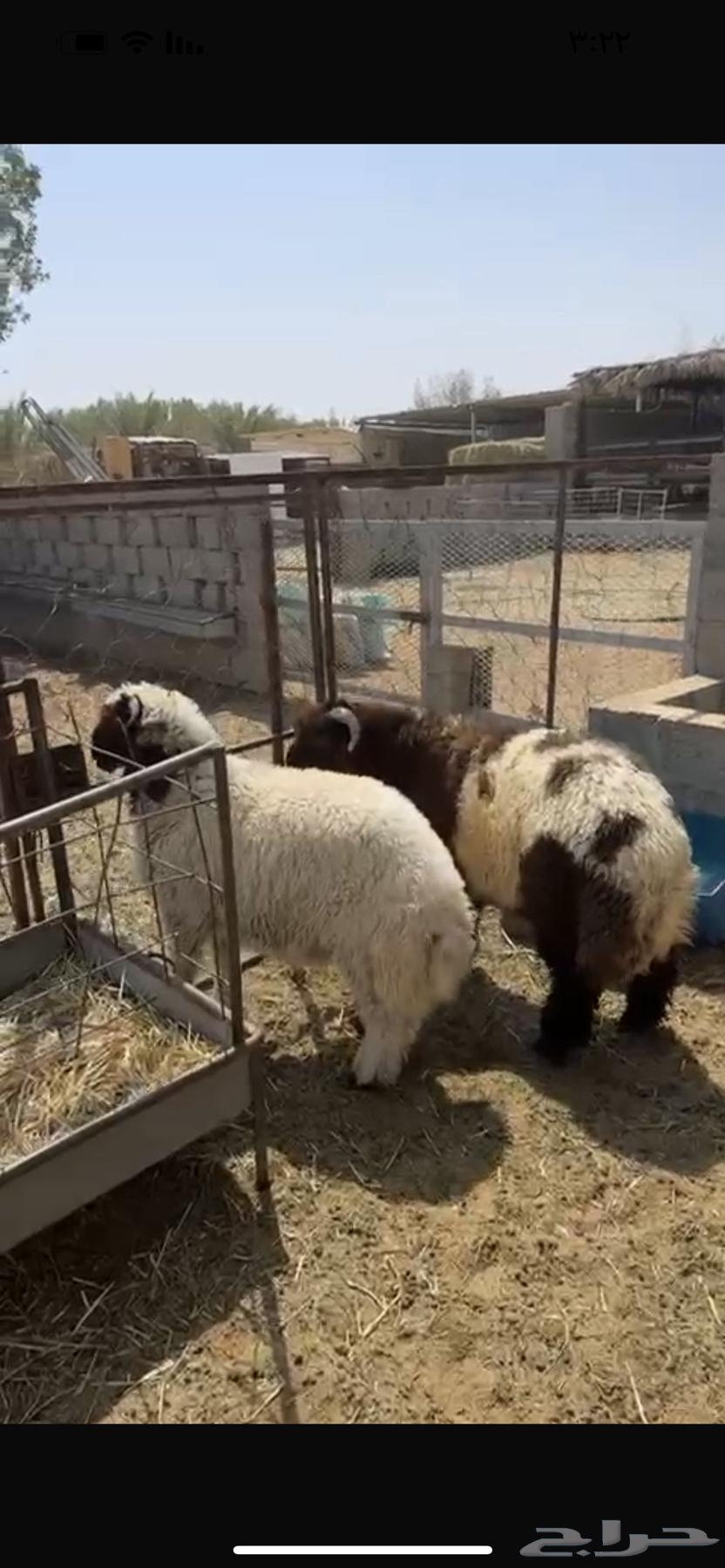 هرفي فاخر فل الفل64575932382851112