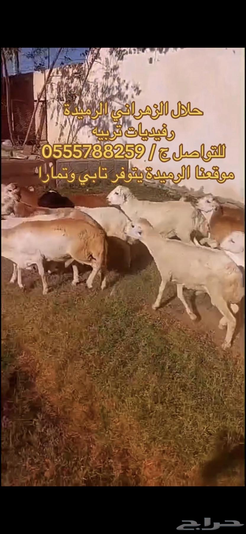 طليان رفيدي عرض اليوم الوطني64576562123394113