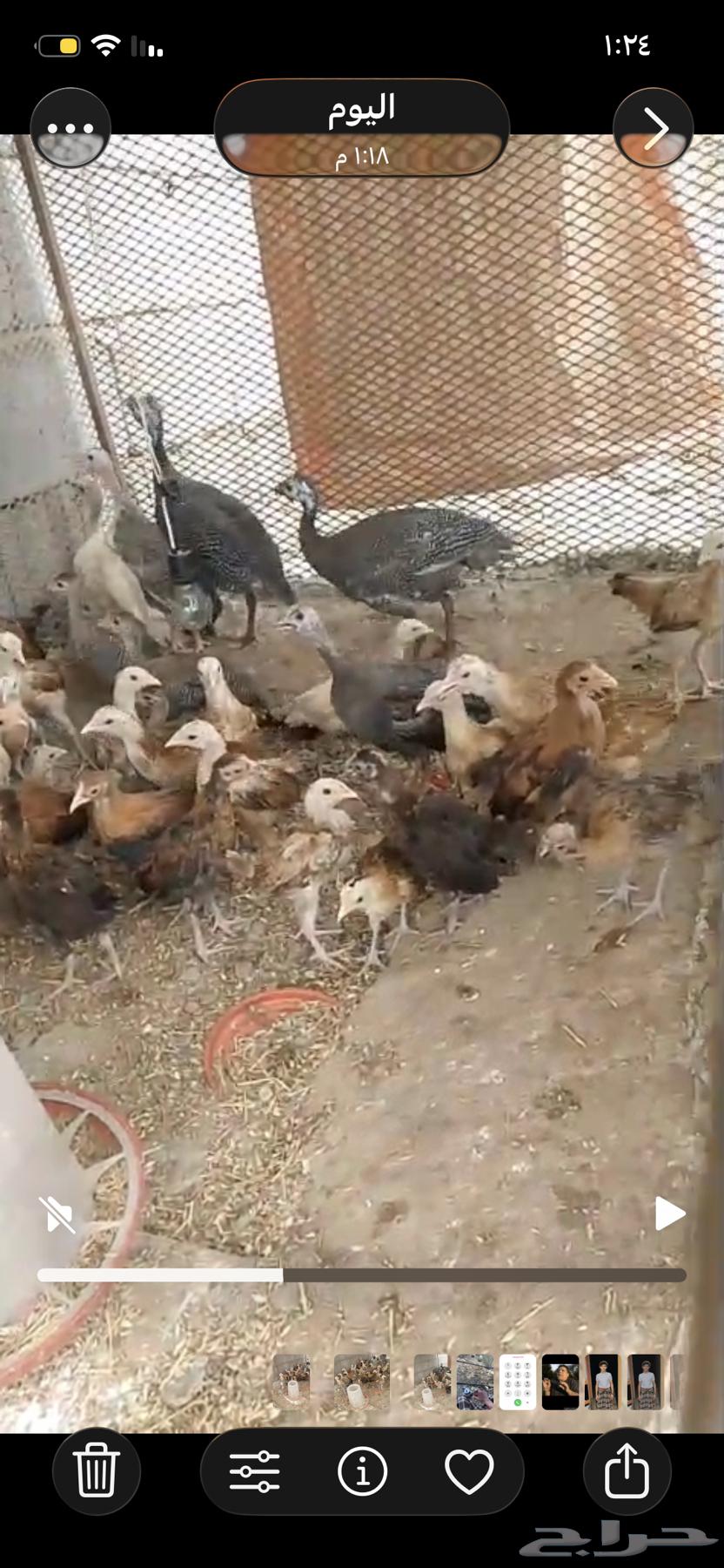 فروخ دجاج بلدي اعمار شهرين واكثر64575140503683113