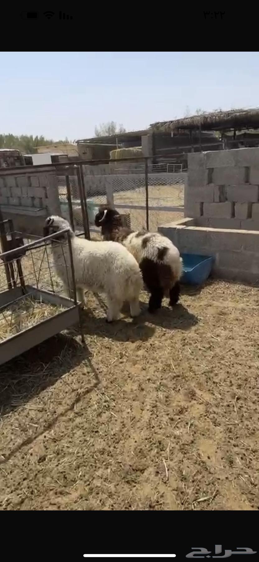 هرفي فاخر فل الفل64575932382851113