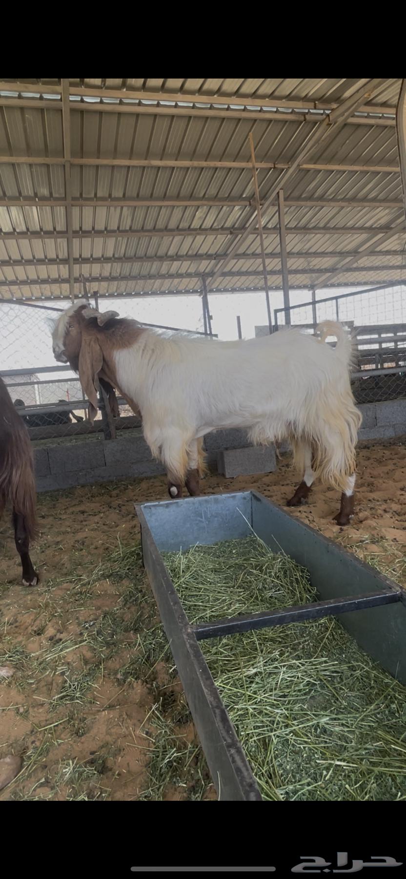 تيس فحل فاخر64578827756674110