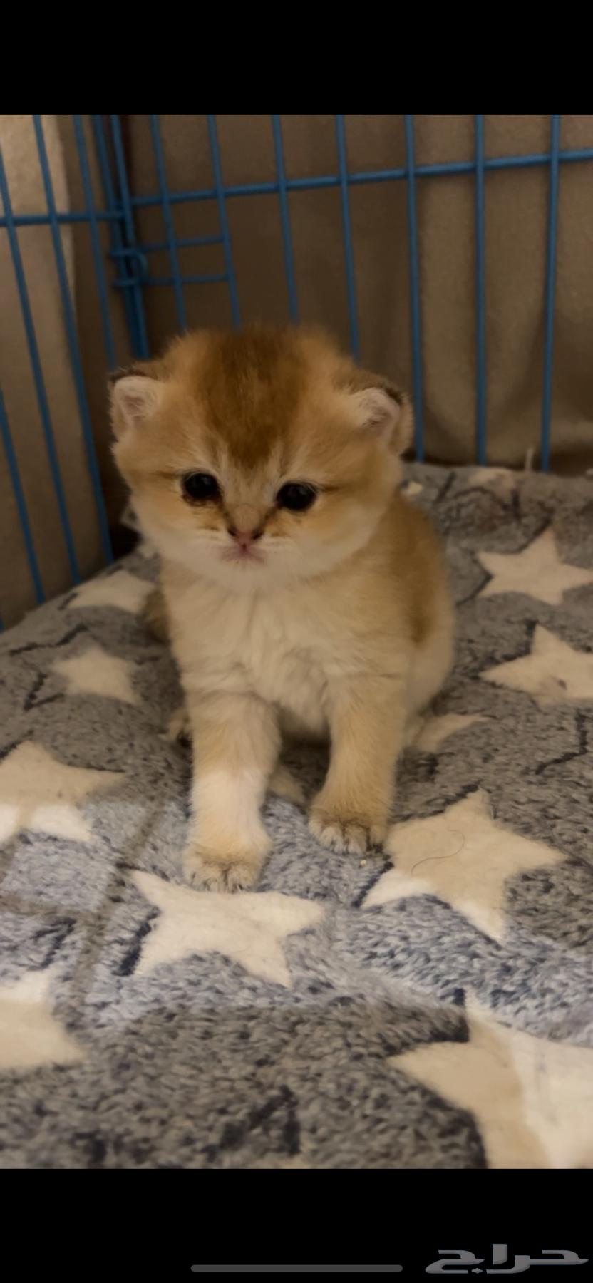 انثى سكوتش ستريت بيور للبيع64577486738562112