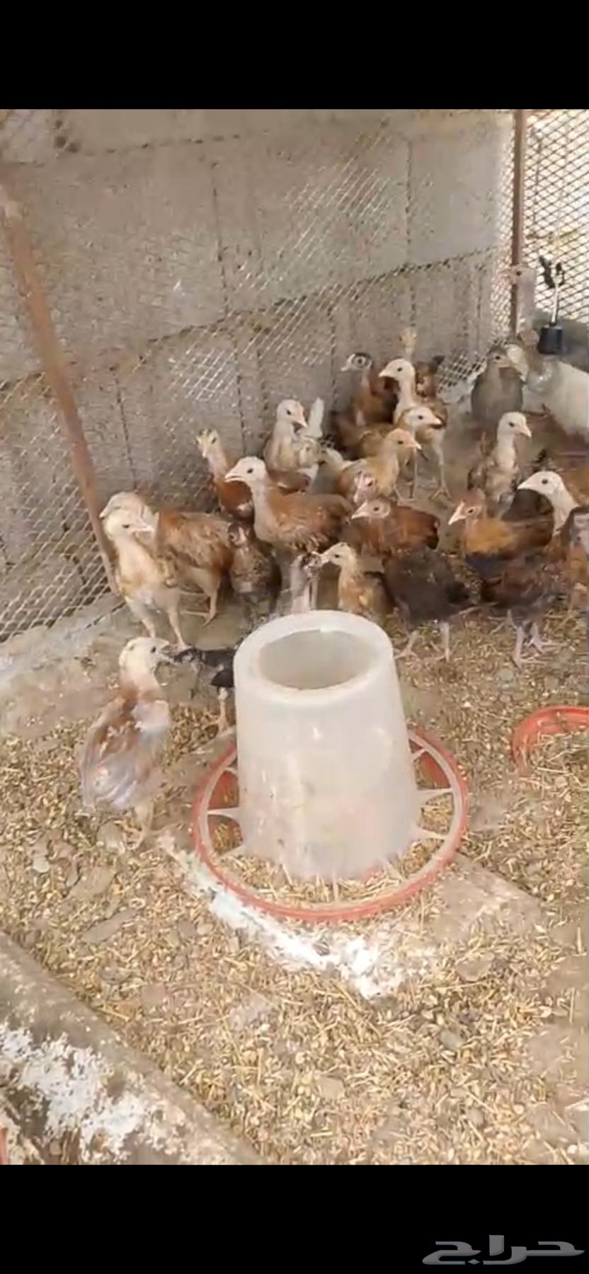 فروخ دجاج بلدي اعمار شهرين واكثر64575140503683114