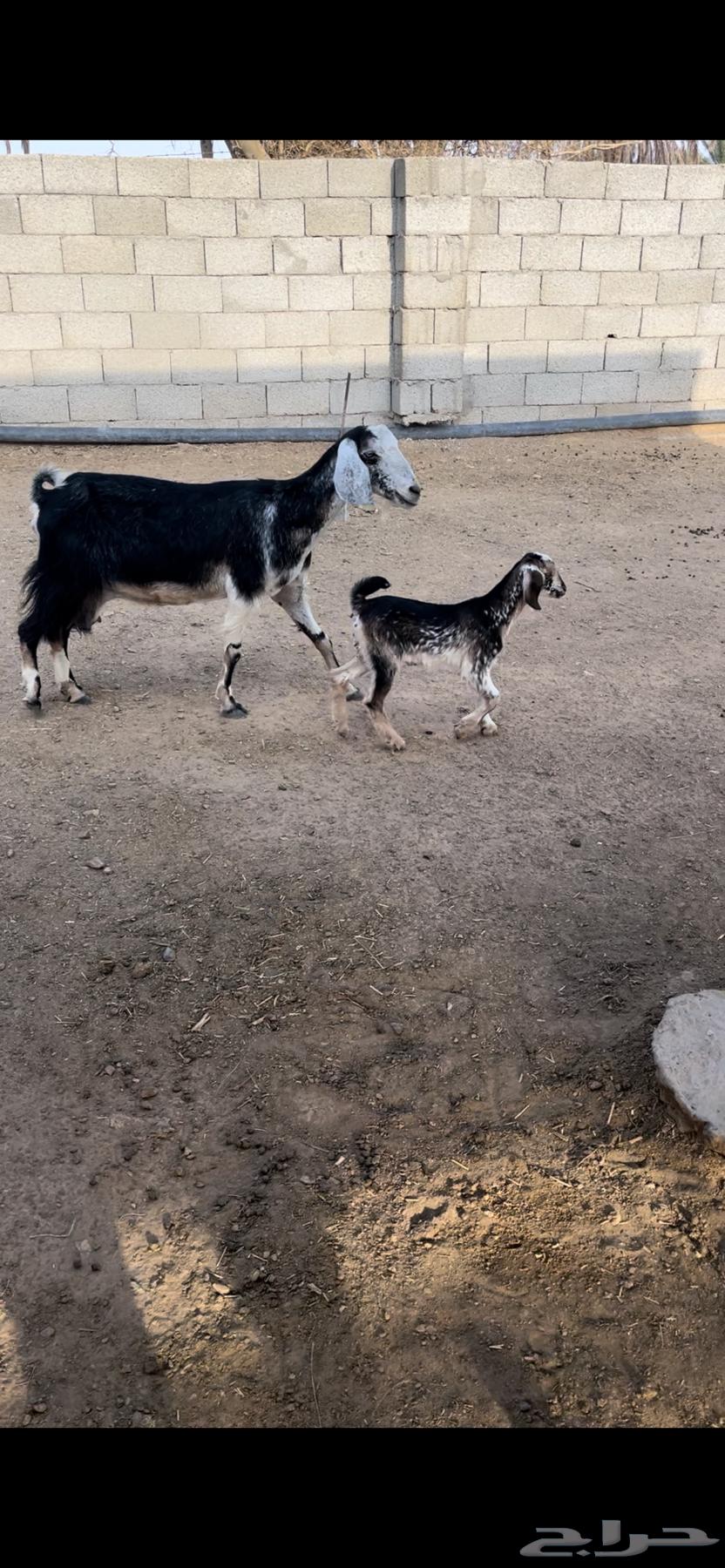 عنز خلفه - تم الييع64574635520258112