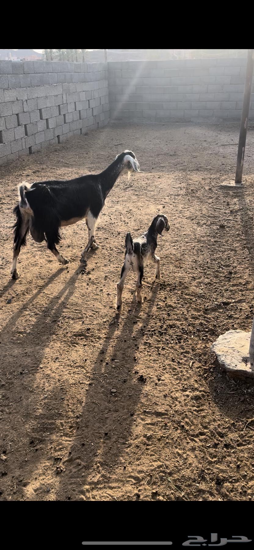 عنز خلفه - تم الييع64574635520258110