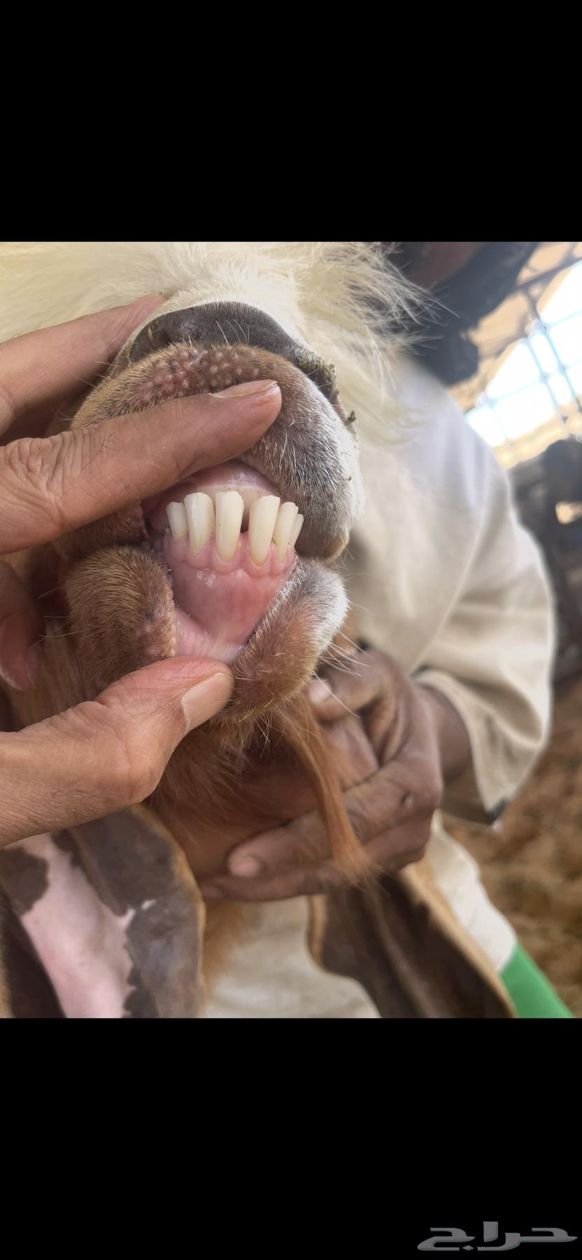 تيس فحل فاخر64578827756674113