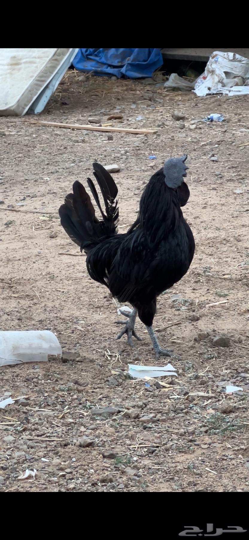 جمد اسود للبيع64577290279810110