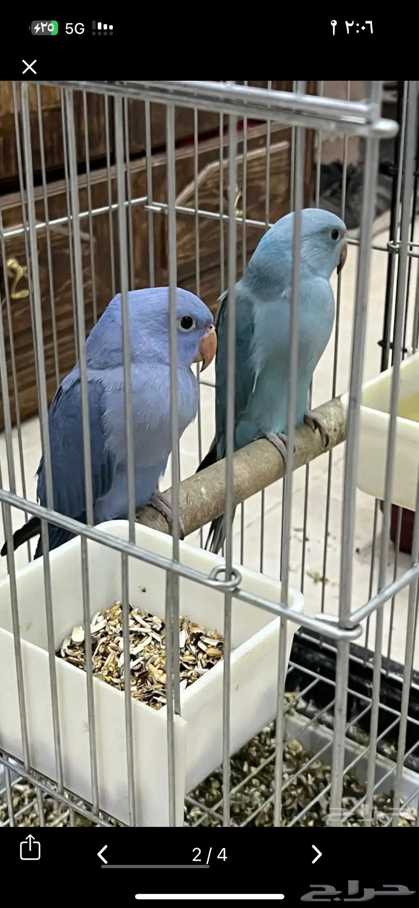 ذكور درة هولندي فايلوت و تركواز64575265739393111