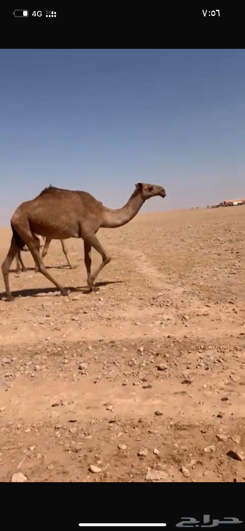 Bakra64578298490754110