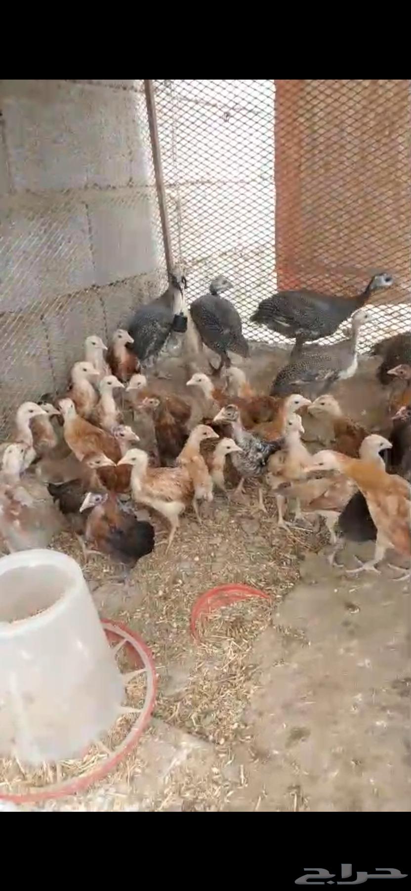 فروخ دجاج بلدي اعمار شهرين واكثر64575140503683111