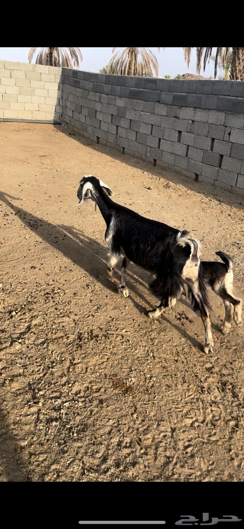 عنز خلفه - تم الييع64574635520258111