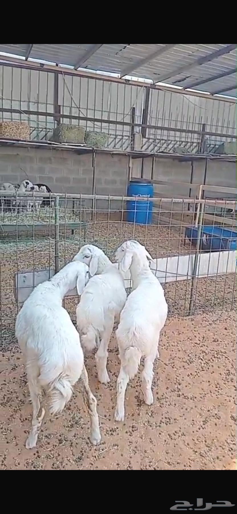 بمناسبة اليوم الوطني . الصلخ والتوصيل مجانا . لحي طويق فقط.64575112728962110