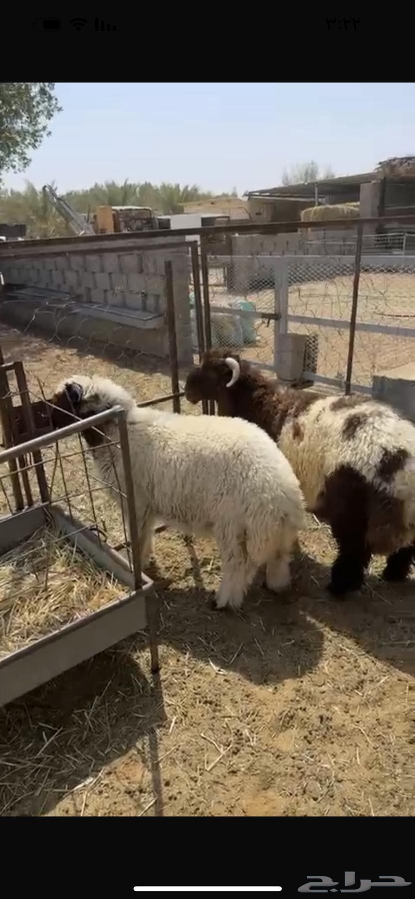 هرفي فاخر فل الفل64575932382851111