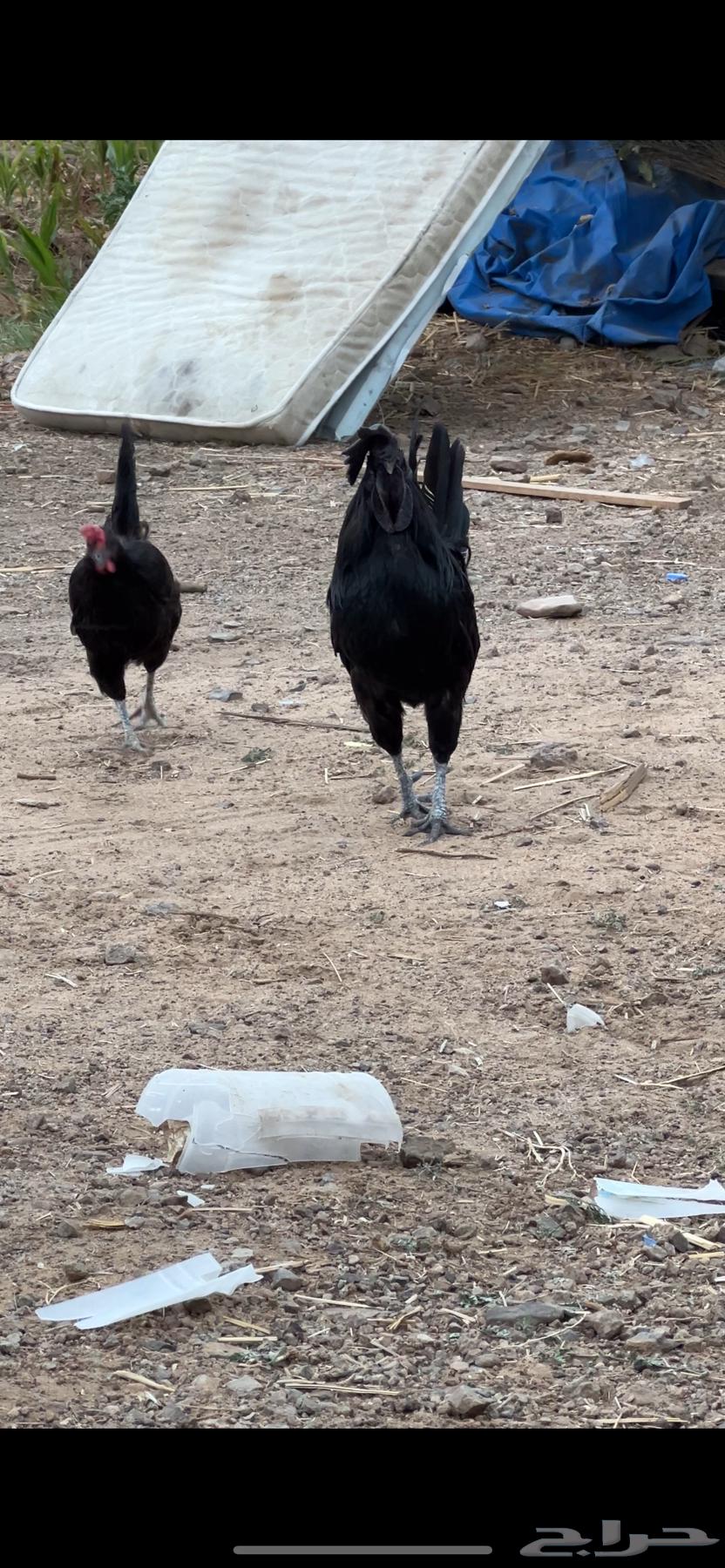 جمد اسود للبيع64577290279810111