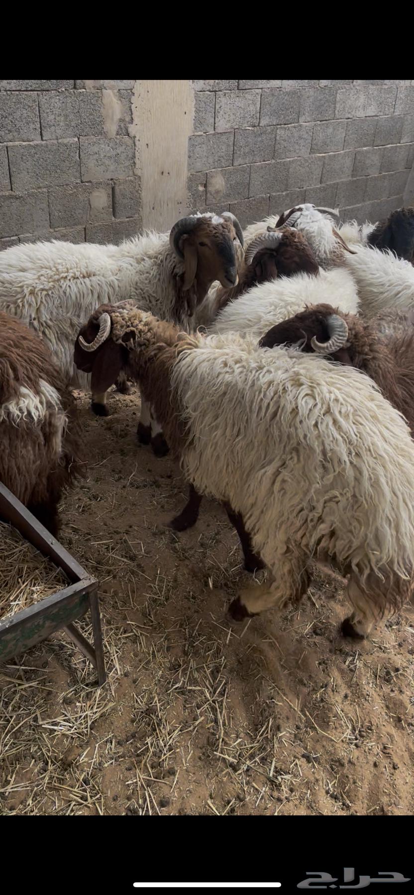 خرفان نعيم ..( تم البيع )64576044451202110