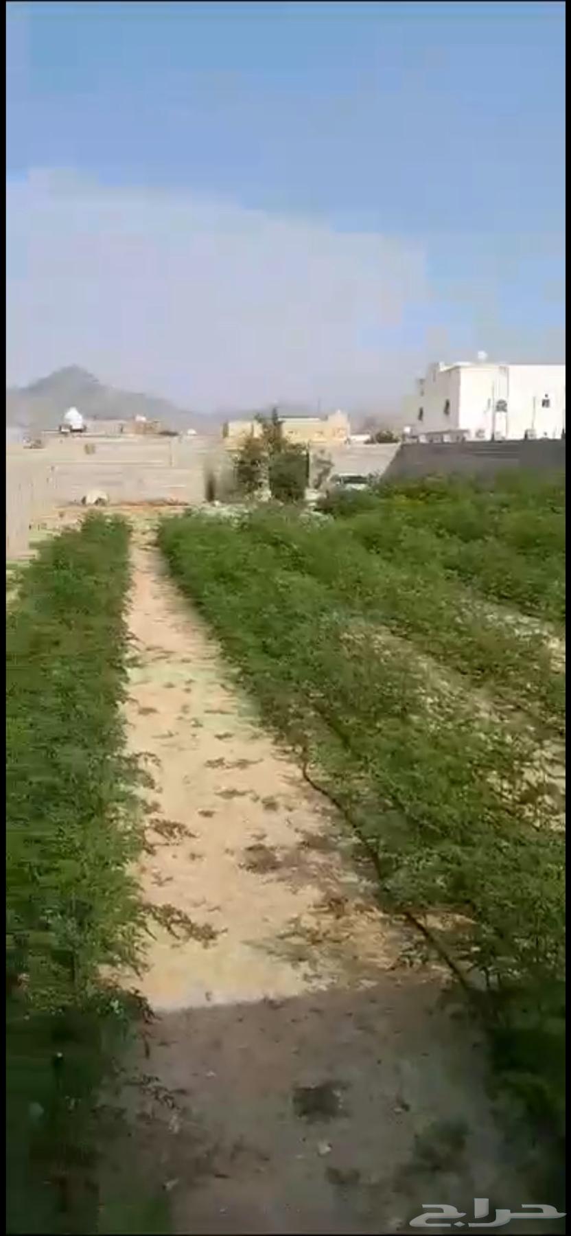 Warehouse for rent or investment in Malkan, Mecca64145688808195110