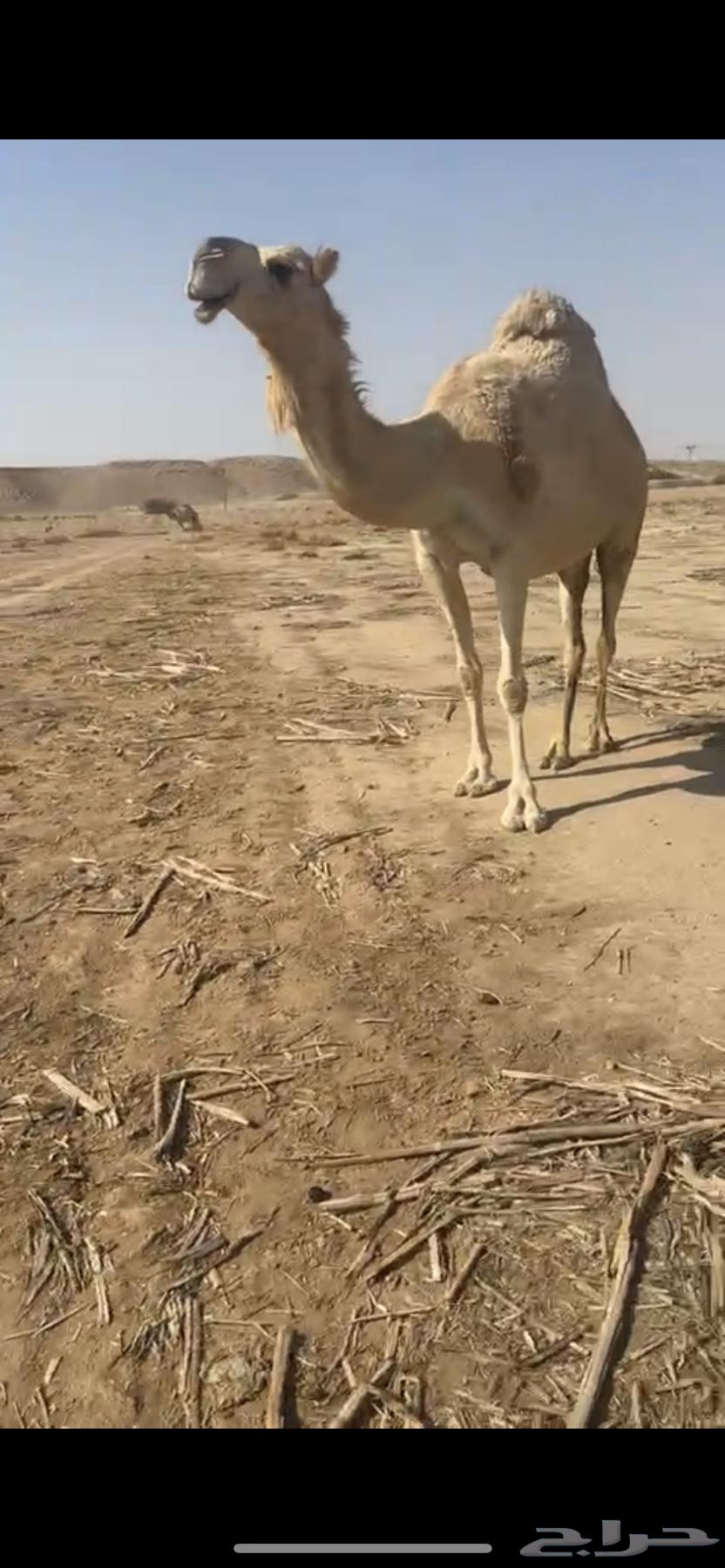 لقحه حمرا للبيع64574971930369110