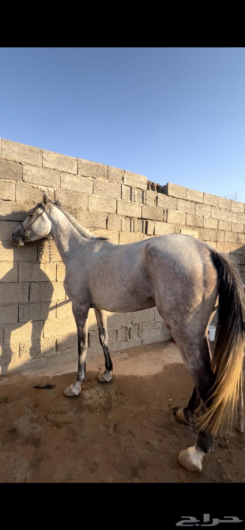 فرس جزيريه64409505460995111