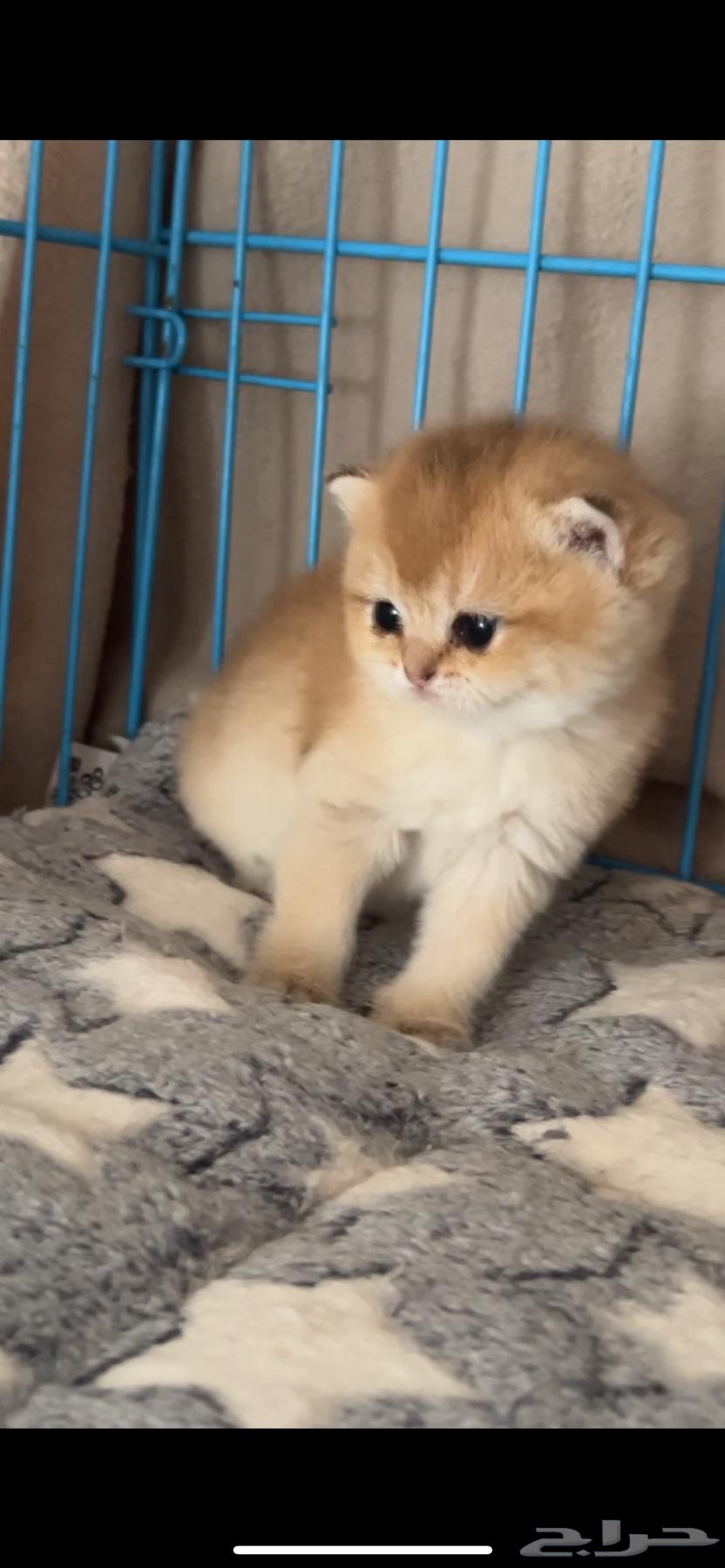 انثى سكوتش ستريت بيور للبيع64577486738562110