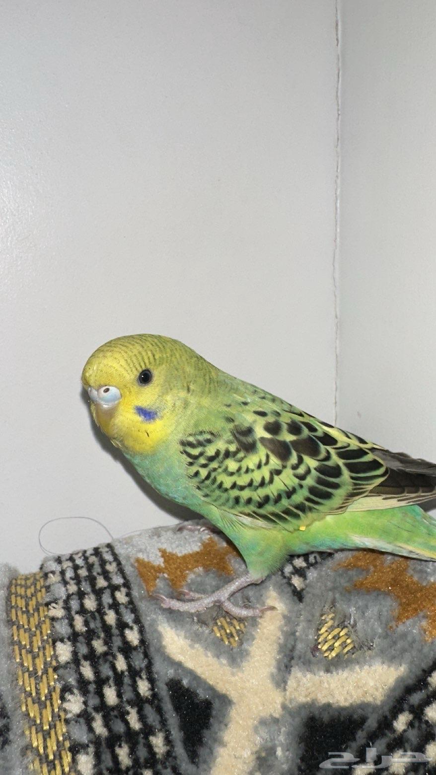 طير حب اليف اسعر 12064579046593923110