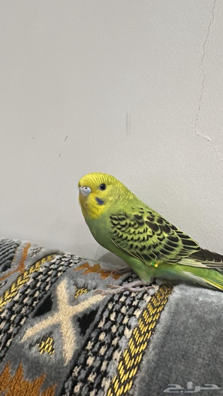 طير حب اليف اسعر 12064579046593923112