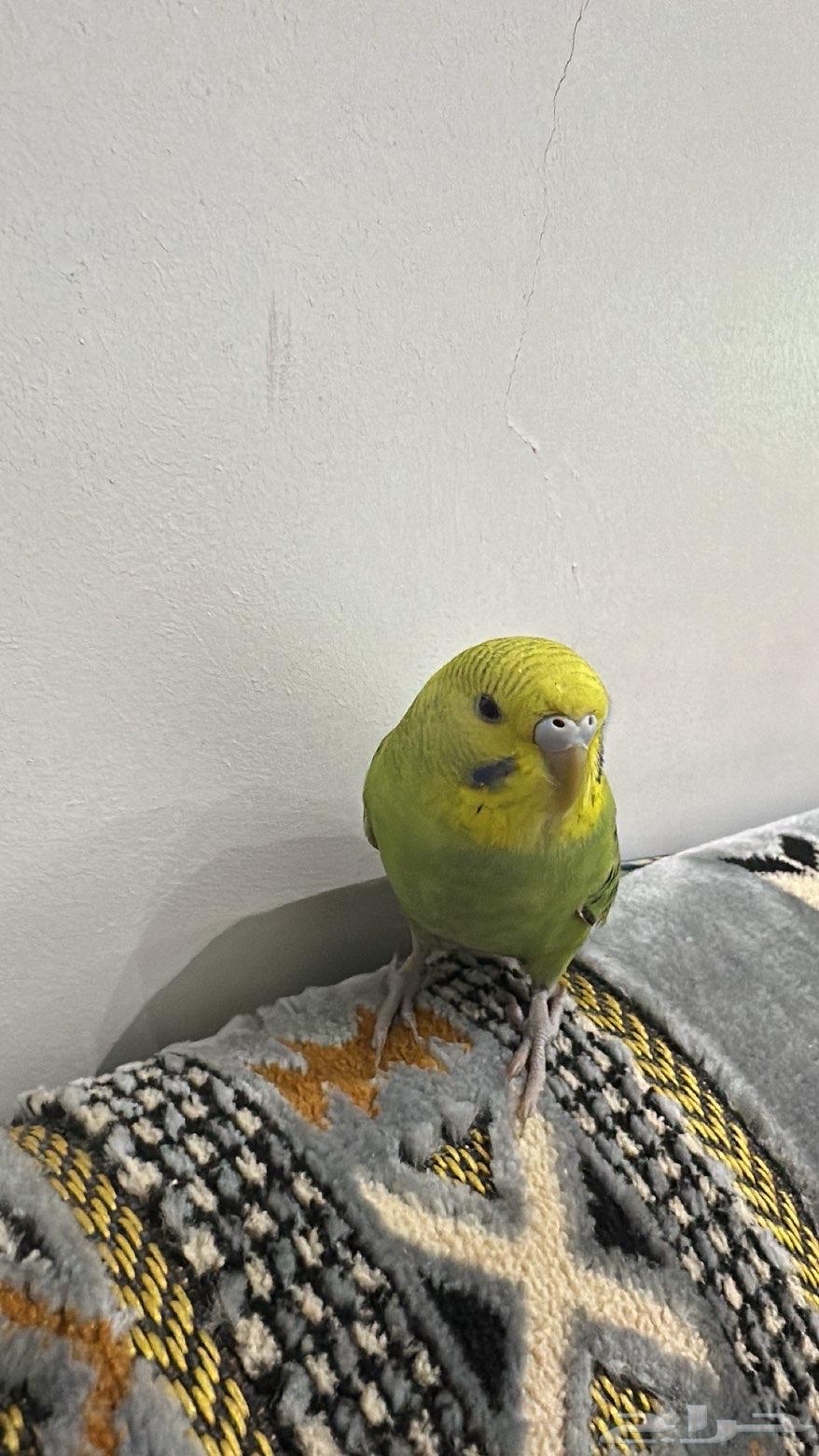 طير حب اليف اسعر 12064579046593923111