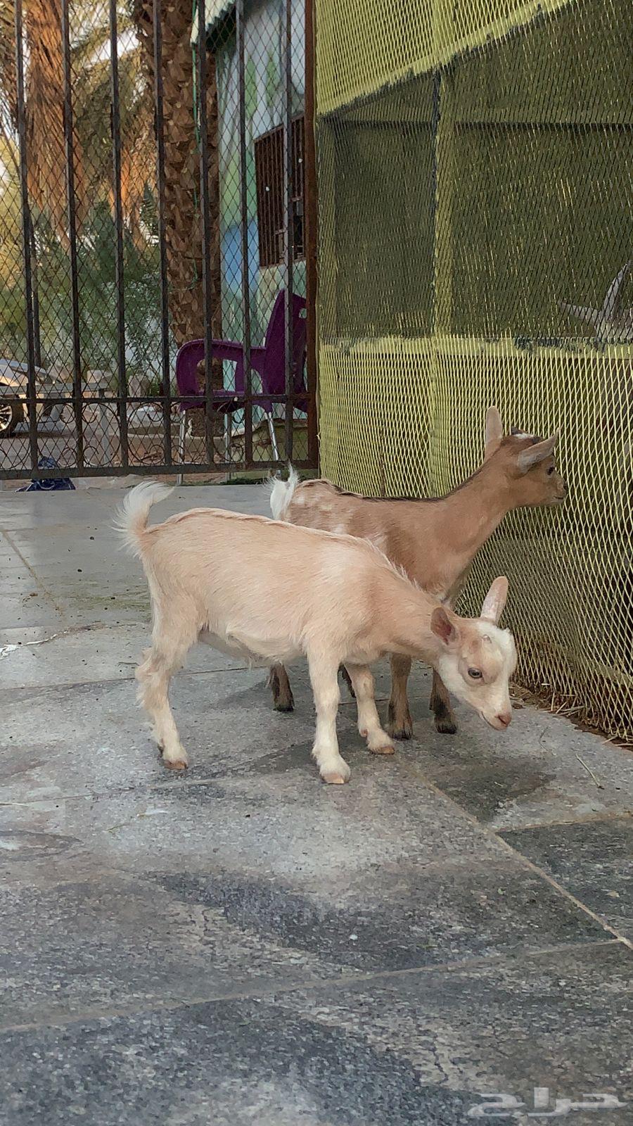 Two Small Unique Dwarf Goats64579664205443111