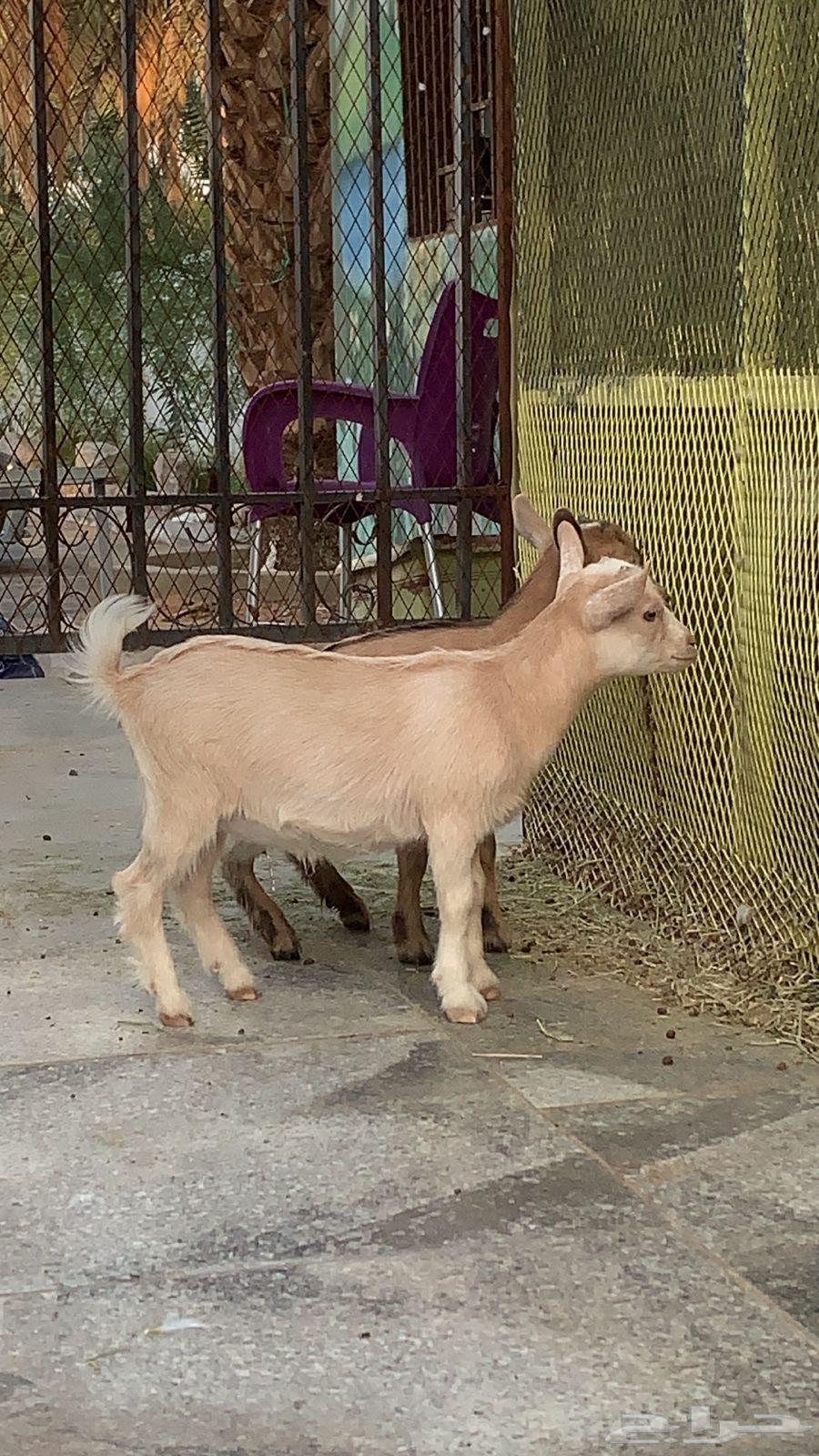 Two Small Unique Dwarf Goats64579664205443110