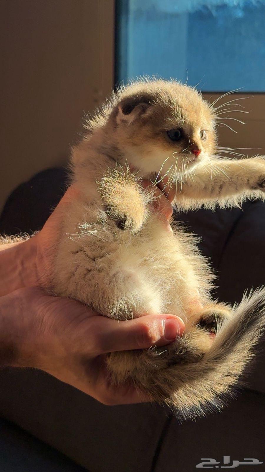 4 كيتن ذكور سكوتش فولدNy2564573038482433112