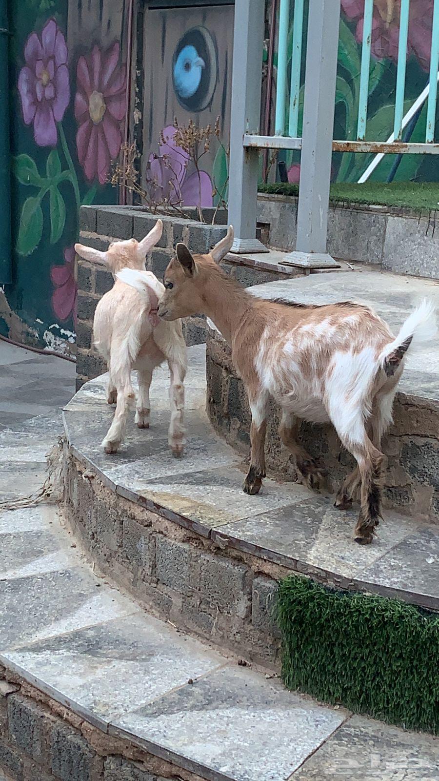 Two Small Unique Dwarf Goats64579664205443114