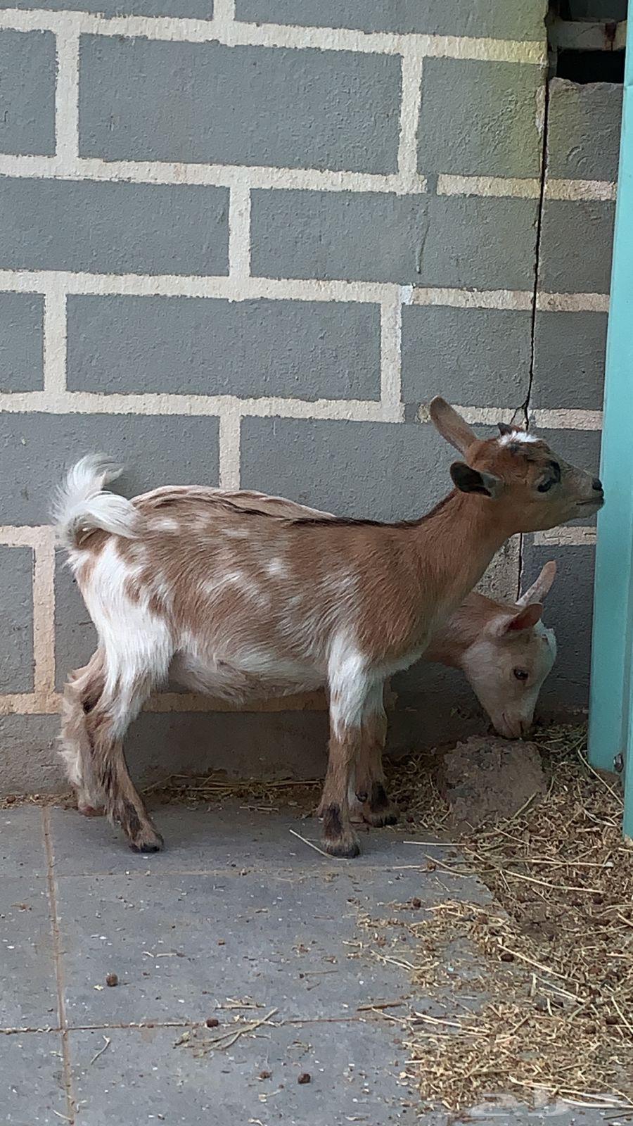 Two Small Unique Dwarf Goats64579664205443112