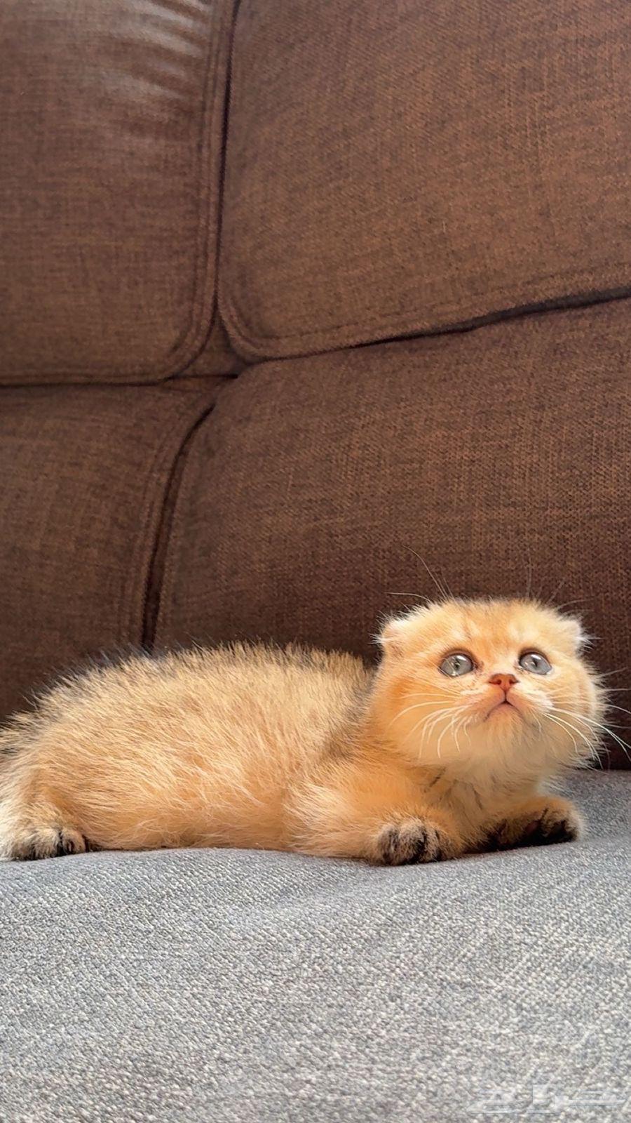 4 كيتن ذكور سكوتش فولدNy2564573038482433111